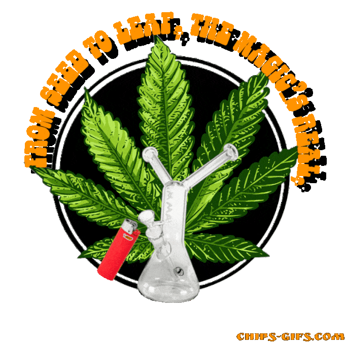  An animated circular design of marijuana leaves with the Jingle 'From seed to leaf the magics reel, Take a puff unwind and heal' On a transparent background