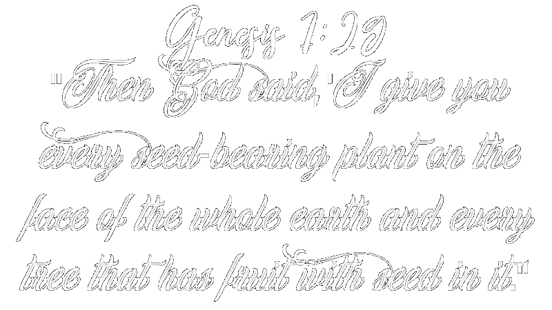  A pile of marijuana seeds, symbolizing the seed-bearing plants mentioned in Genesis