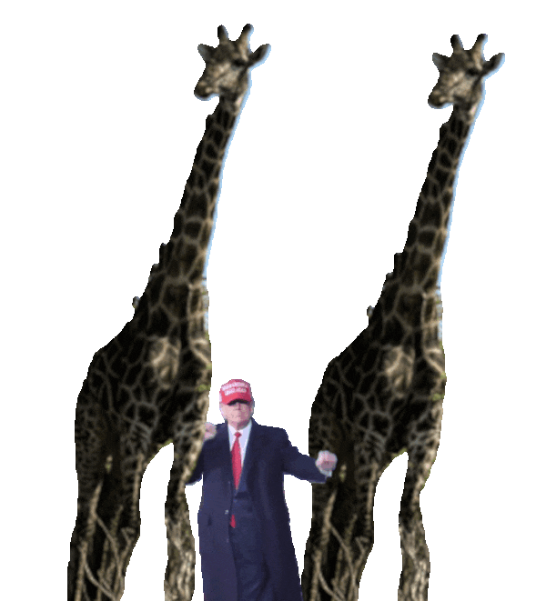 Trump Orchestrating with giraffes He could be jerking them off