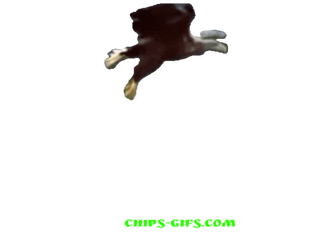  A bald eagle fishing over a transparent background