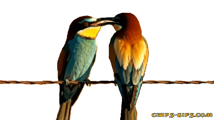  A bee eater birds in love over a transparent background