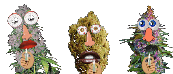 Animation of three marijuana buds sitting there talking to each other and smoking a blunt Best buds Satire Get on a transparent background