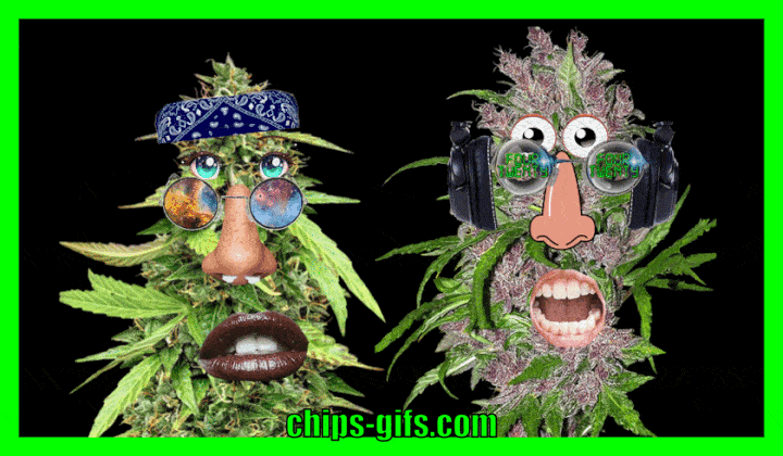 A pair of beautiful marijuana buds are chillin and getting high