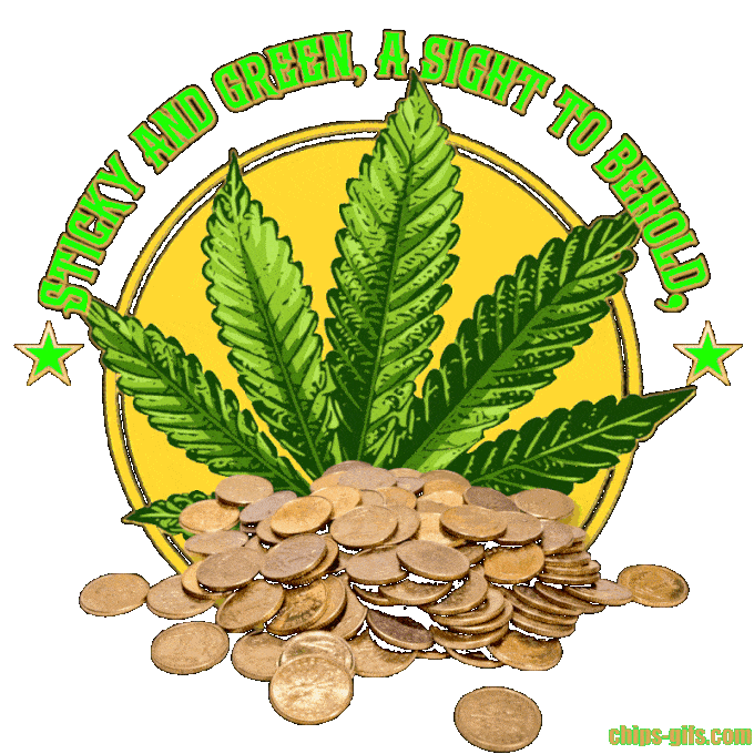  Gold coins and marijuana buds Sticky and green a sight to behold, Marijuana buds worth more than gold