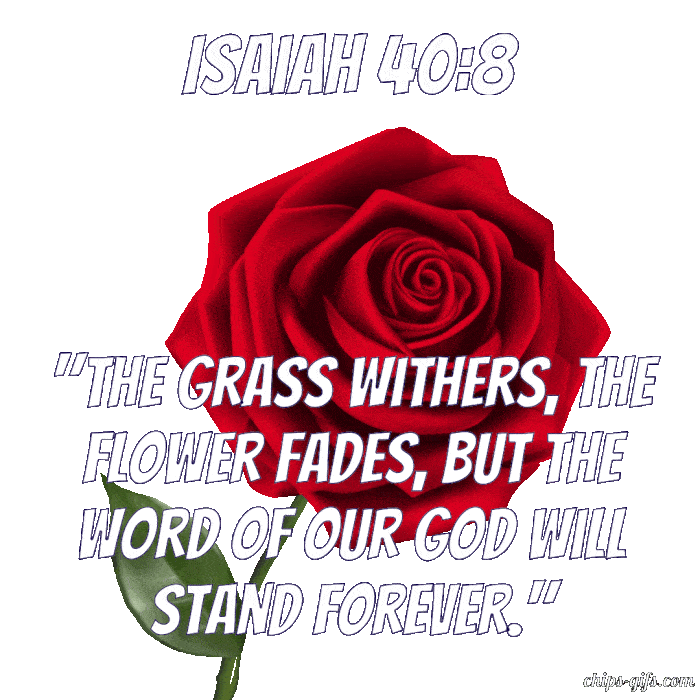 A beautiful rose burning with a calm and peaceful background with the bible verse Isaiah 40-8 The grass withers the flower fades but the word of our God stands forever
