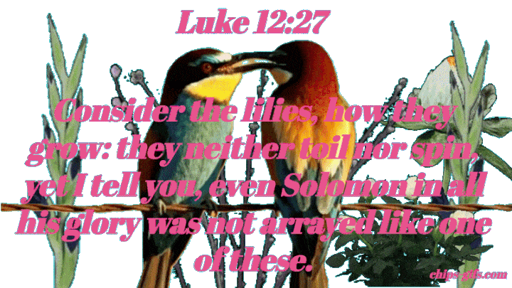  Beautiful flowers Of all colors blooming As a pair of colorful bee eaters sit on a barbed wire fence watching With the Bible verse Luke 12:27 reminds us of God's provision