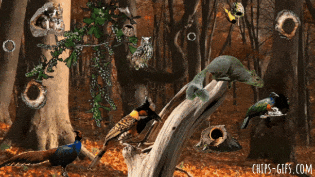 matthew 6-26 about God caring for birds