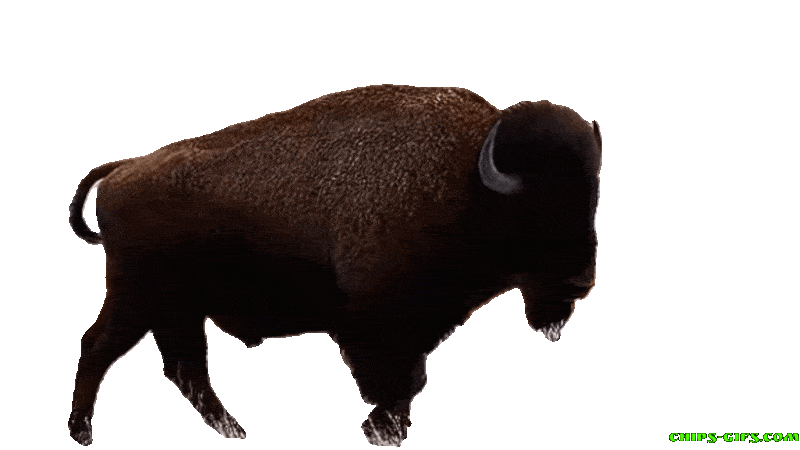  A buffalo walking slowly on a transparent background