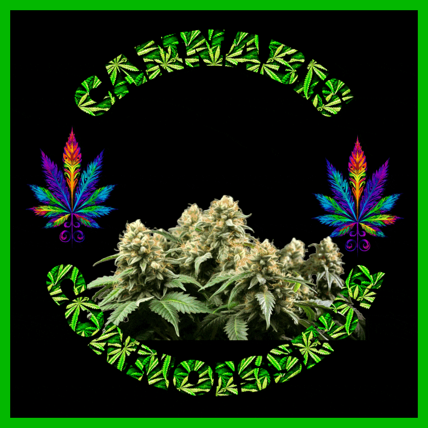 A nice selection of beautiful cannabis buds with bold flashing type around it that says 'cznnabis connoisseur' In neon colors