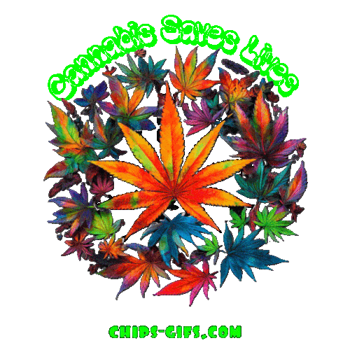 Marijuana leaves in changing bright colors with a heading 'Cannabis Saves Lives' on a transparent background