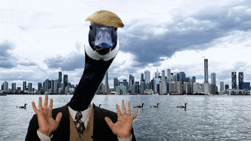 A GIF With the Lake Ontario and the City of Toronto in the background with geese floating on it there's a Canadian goose that has Donald Trump hair moving around in the foreground overlaid with a joke About Trump naming Canadian geese to Donald Ducks
