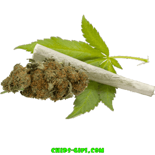 pretty marijuana buds with a overlay that reads 'I don't always smoke weed but when I do, it's everyday'