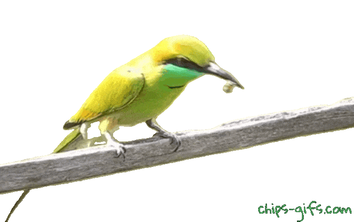  A green bee eater bird over a transparent background