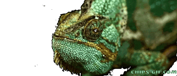  A chameleon yawns over a transparent background