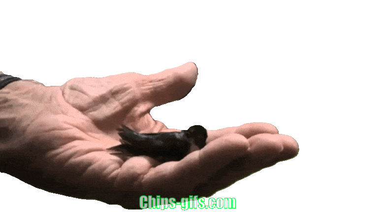  A baby hummingbird is released from hand on a transparent background