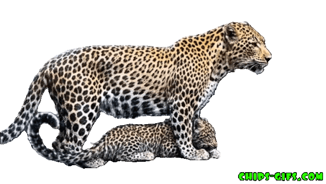  A Leopard and cub She is protecting the cub from the rain on a transparent background