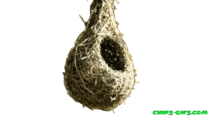  A slow motion nest weaver over a transparent background