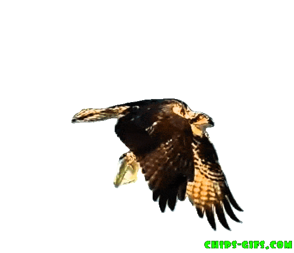  An osprey with two fish in its talons flying over a transparent background