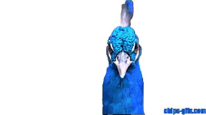  A peacock head over a transparent background
