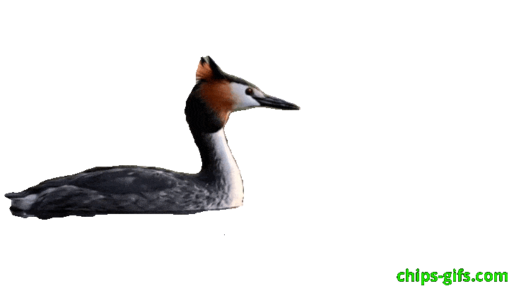  A pretty duck Catches a fish over a transparent background