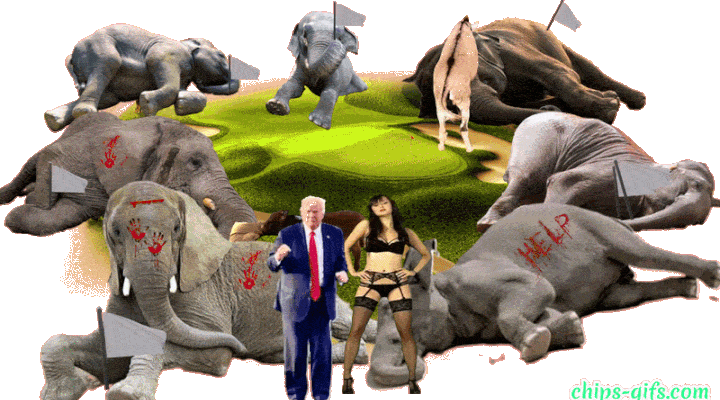 Images of Injured elephants lying around a golf course with Donald and Melania Trump dancing in front of them bpld Type spells out 'the current state of the GOP' On a transparent background