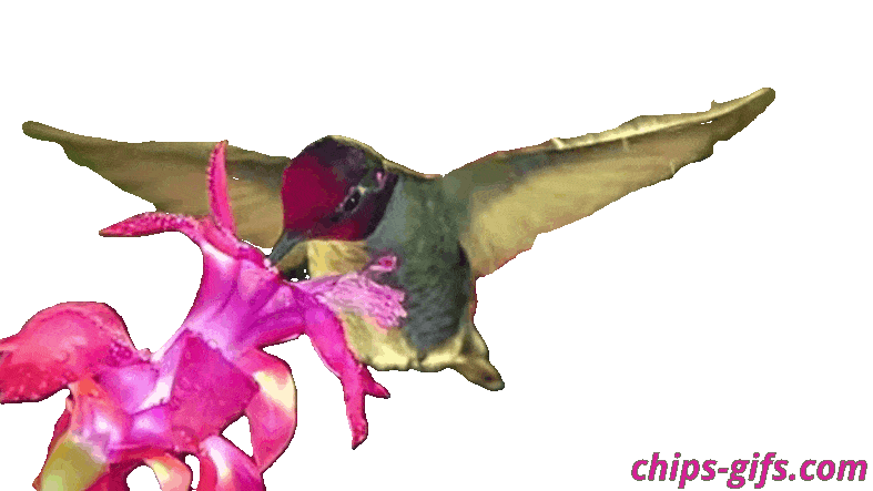  A slow motion hummingbird Sipping Nectar from a beautiful pink FL over a transparent background