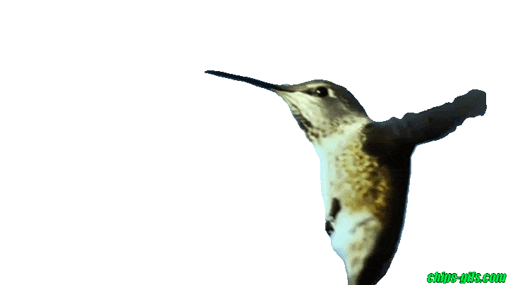  A slow motion hummingbird over a transparent background