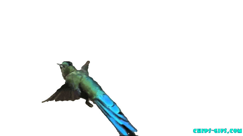  A slow motion hummingbird over a transparent background