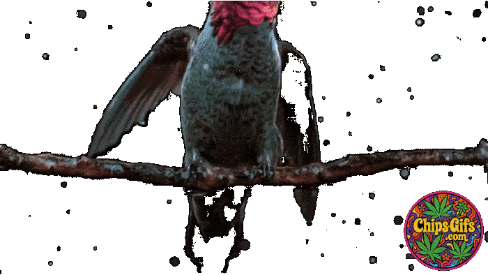  A slow motion hummingbird over a transparent background