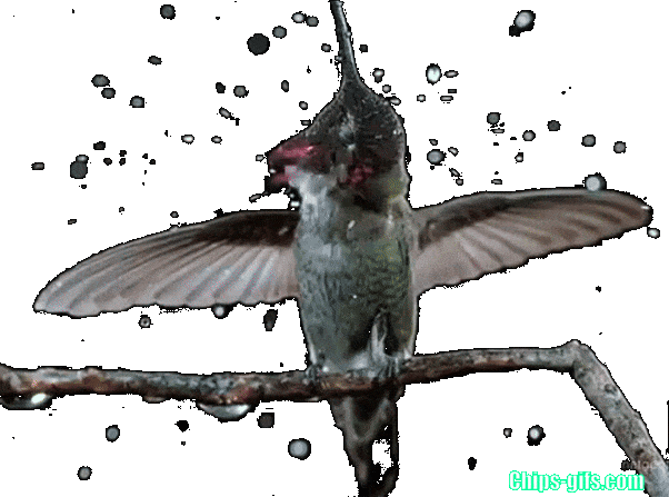 A slow motion hummingbird over a transparent background
