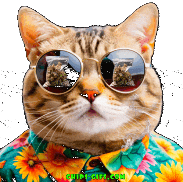  Images of a stoned kitty with sunglasses on over a transparent background