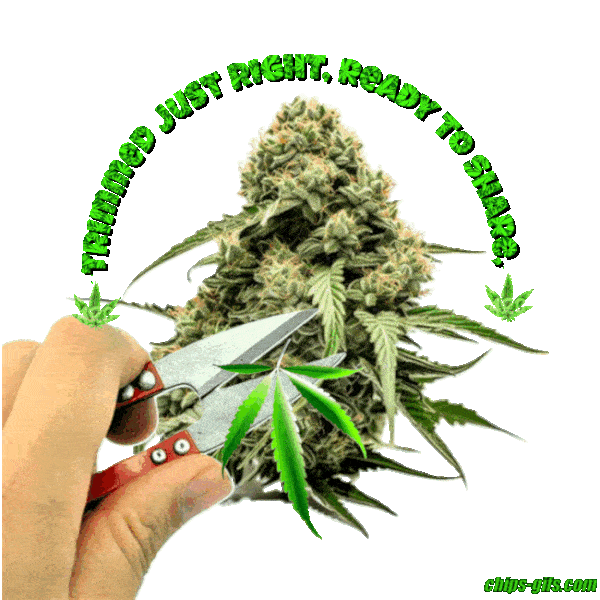 A beautiful marijuana bud being trimmed by a pair of scissors With a Jingle wrapped around It, Trimmed just right ready to share buds of green beyond compare
