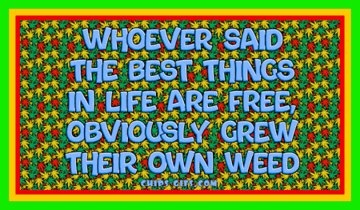 Whoever said the best things in life are free obviously grew their own weed