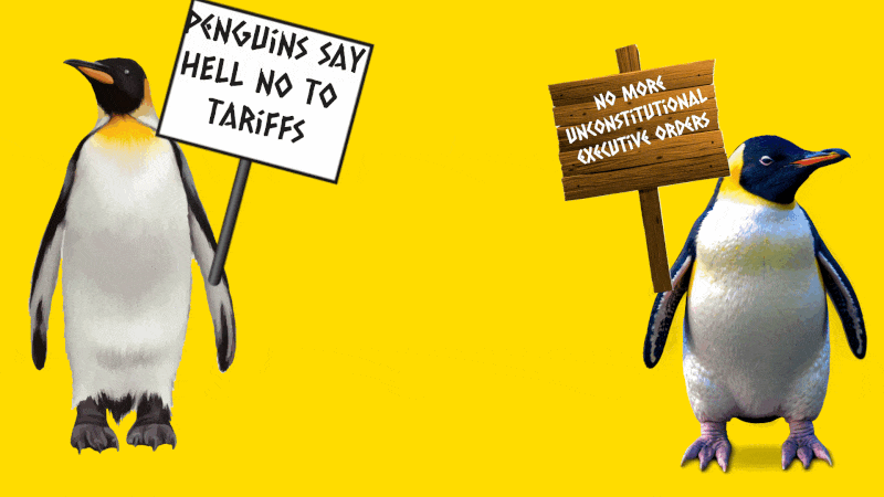 Penguins holding picket signs About Trump's tariffs in big underneath the Penguins In big bold animated type _stop executive Overreach_ With middle finger action